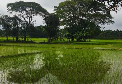 কিশোরগঞ্জে রোপা আমন ধানের আবাদ নির্ধারিত লক্ষ্যমাত্রা ছাড়িয়ে যাবে বলে ধারণা কৃষি বিভাগের