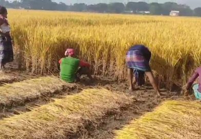 ‎হোসেনপুরের মাঠে ঘাটে কৃষান কৃষাণীর ব্যস্ততা ধান মাড়াইয়ে