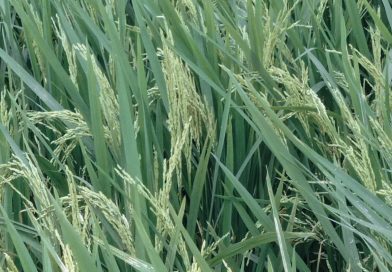 ফুলবাড়িয়ায় বিএডিসি’র ব্রি ধান-৯২ বীজ  কিনে ক্ষতিগ্রস্ত কৃষকের মাথায় হাত