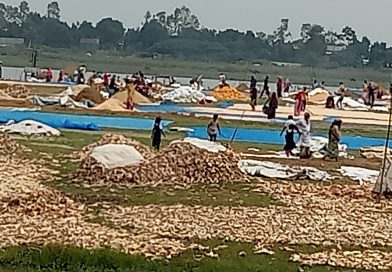 ধান কাটার মৌসুমে মূল্য না পাওয়ায় হতাশ কৃষক