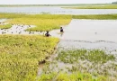 নেত্রকোনা বন্যার শঙ্কায় হাওরের কৃষকেরা উদ্বেগ ও সংকটে