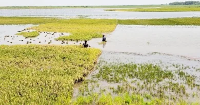 নেত্রকোনা বন্যার শঙ্কায় হাওরের কৃষকেরা উদ্বেগ ও সংকটে
